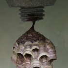 Paper Wasp Nest