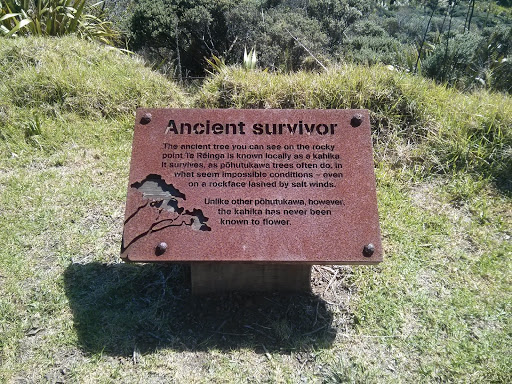 Ancient Survivor
