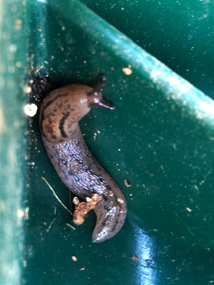 Spotting Image 1