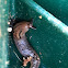 Three-Band Gardenslug