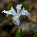 Wild iris