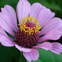 Zinnia