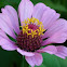 Zinnia