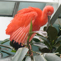 Scarlet Ibis