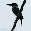 Collared Kingfisher
