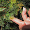 Filmy Fern