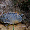 Gopher Tortoise