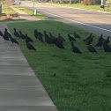Black Vulture
