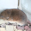 Meadow Vole