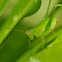 Green Grasshopper