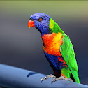 Rainbow Lorikeet