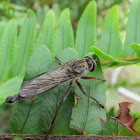 Robber fly