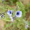 Blue hound's tongue