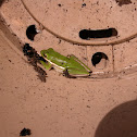 Green Treefrog