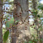 Mountain Laurel