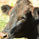 Vaca