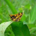 The Dark Palm Dart