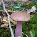 Wood Blewit