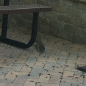 Eastern Gray Squirrel