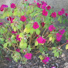 petunia