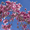 Pink Magnolia