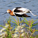 American Avocet