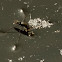 Water Strider