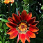 Gazania