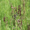 Twelve-spotted Skimmer