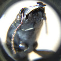 Ground Beetle