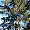 Douglas Fir