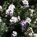 Origano