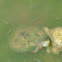 Red-eared Slider Turtle