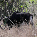Sable Antelope