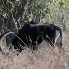 Sable Antelope