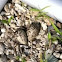 Killdeer eggs