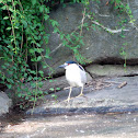 Black-crowned night-heron