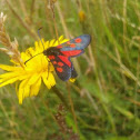 Six-spotted Burnet Moth