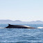 Fin Whale