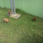 Chicken