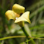 Orchid