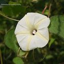 Obscure Morning Glory(ಬಿಲಿಚಿತ ಬೋಗರಿ, ಬೋಕಡಿ ಮೂಗುತಿ ಬಳ್ಳಿ)