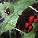 Moth