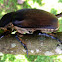 Hercules Beetle
