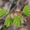 Vine maple