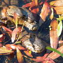 Northern Water Snake