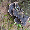 Shelf fungus