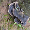 Shelf fungus