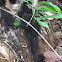 Army ants