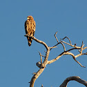 Tawny Eagle